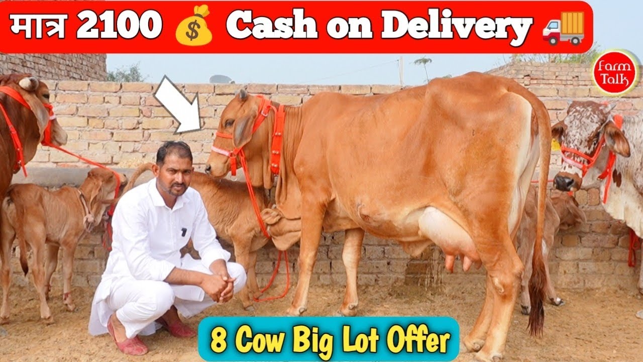 24 लीटर दूध की गिरलेंडो गाय ✨ मात्र 2100₹ और आधार कार्ड भेजो गाय घर मंगवाओ 🚚 Cow Cash on Delivery 