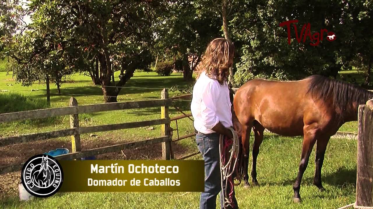 Código Equino: Lenguaje Corporal.