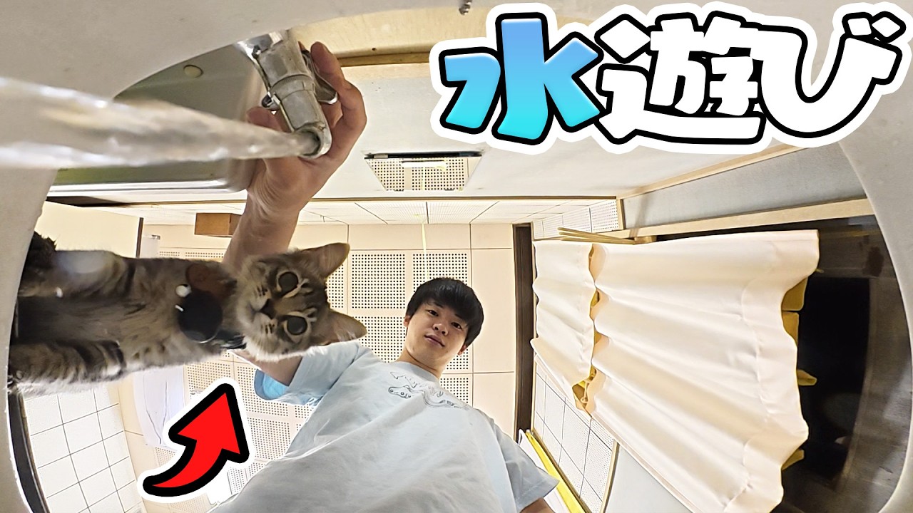 水遊びが大好きな子猫が珍しいwww【ルーティーン】