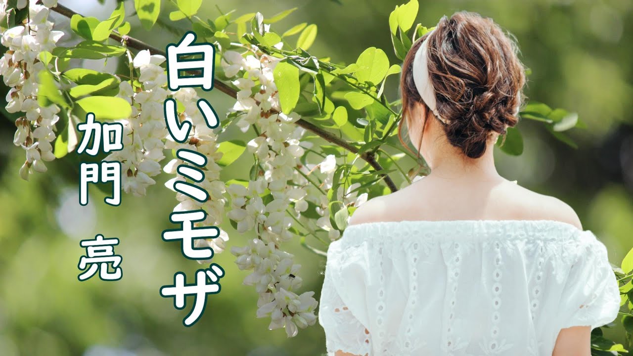 白いミモザ＃加門亮 - #Whitemimosa#KamonRyou
