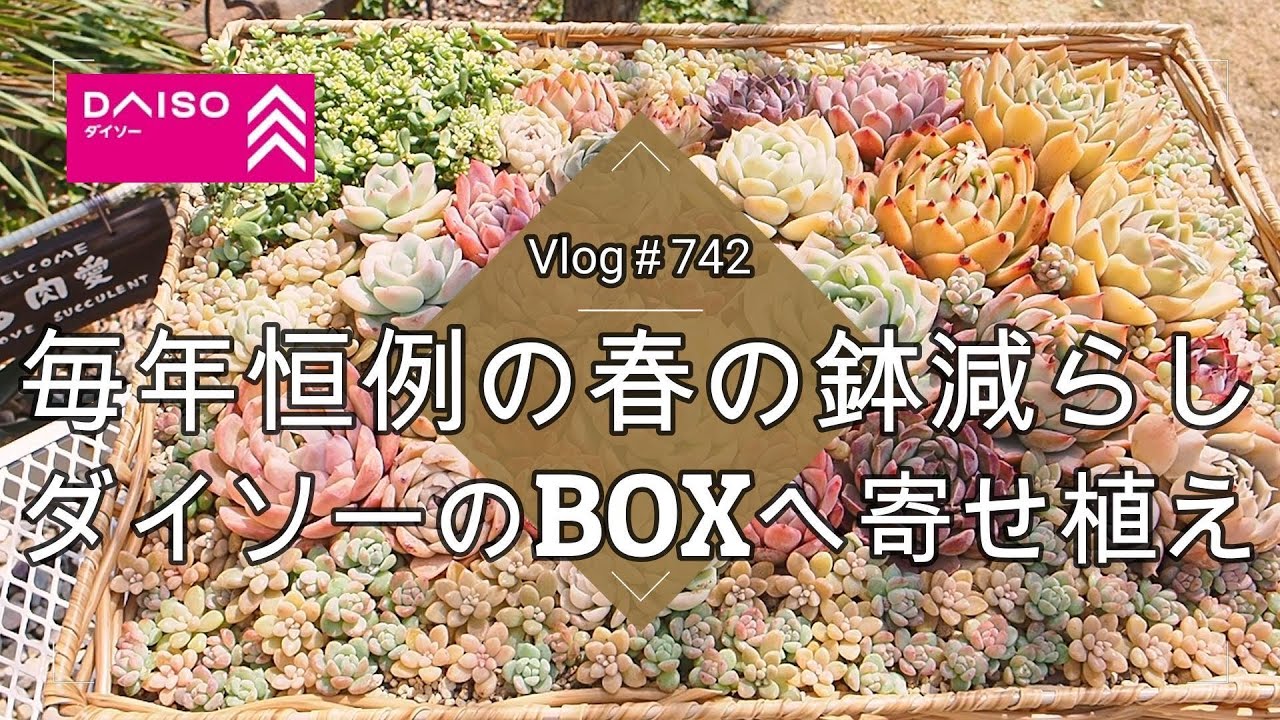 【Vlog742】【多肉植物】毎年恒例の春の鉢減らし🧺ダイソーのBOXへ寄せ植え【徹底解説】