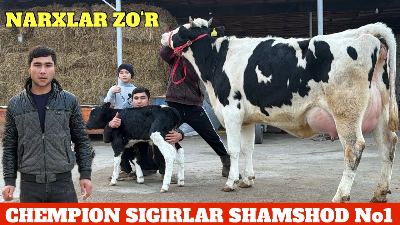 NARXLAR SUV TEKIN BOʻLDI😳MANA IMKON TANLAB OLIN😱CHEMPION SIGIRLAR😡