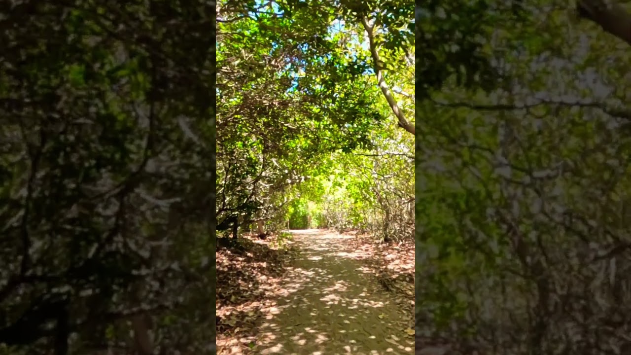 O CAMINHO PARA A PRAIA DO LORD EM MATA DE S&Atilde;O JO&Atilde;O #bahiabrazil #nature #travel #praia