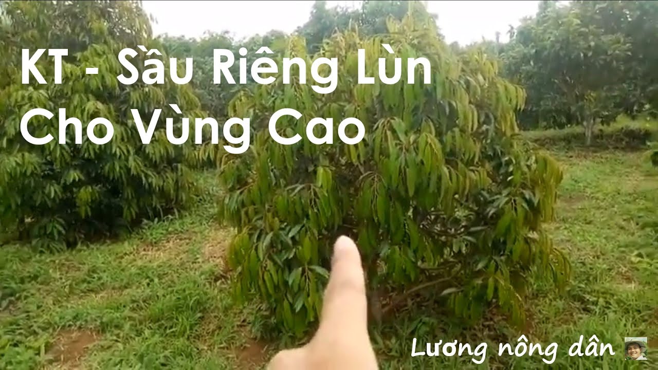 SẦU RIÊNG 6 NĂM BẤM NGỌN LÀ XƯA RỒI - SR TÁN LÙN - TVKT 08 44 22 66 55 durian ทุเรียน ទុរេន I ຖຸລຽນ