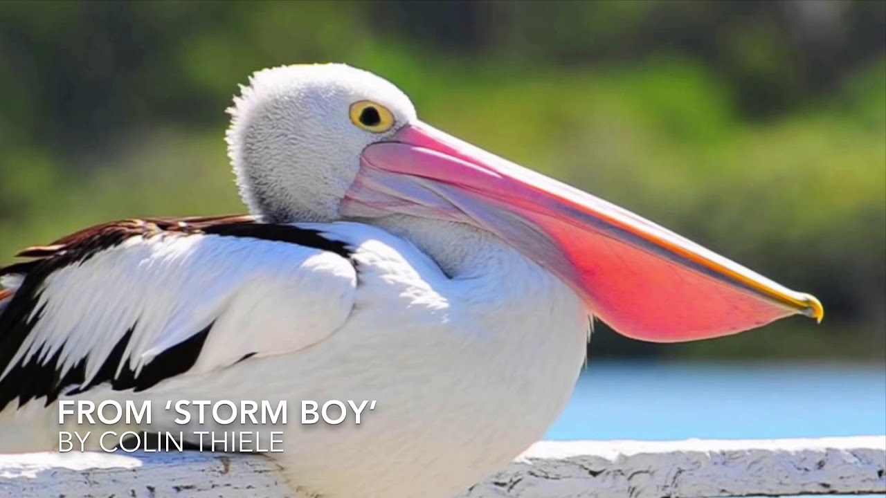 From &lsquo;Storm Boy&rsquo; by Colin Thiele