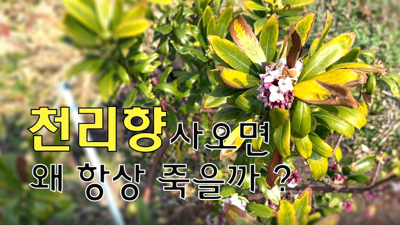 천리향 사가지고 오면 죽는 이유와 잘키울 수 있는 방법