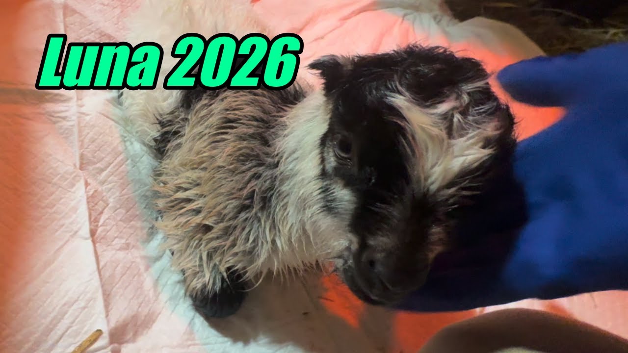 Luna 2026