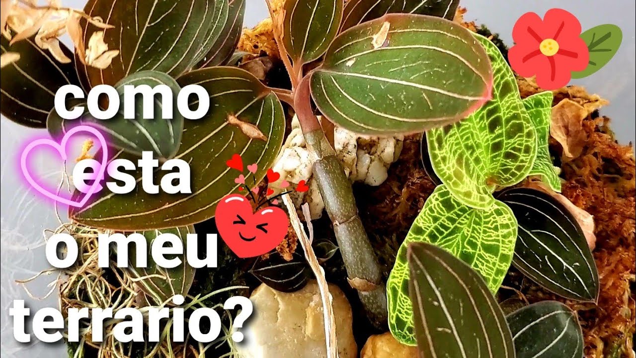 TERRARIO DE ORQUÍDEAS JOIA,COMO CUIDAR, COMO ESTA(RESULTADO)