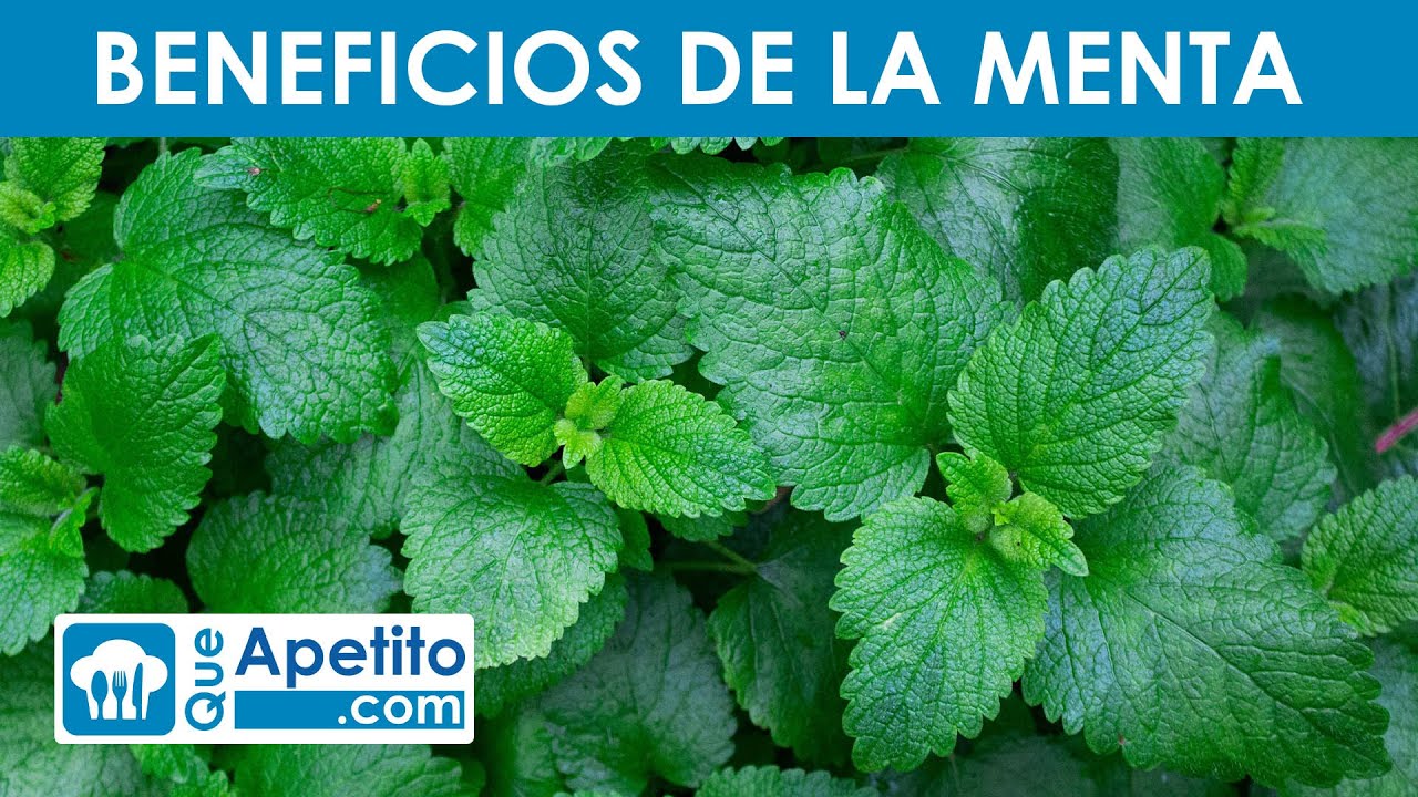 8 Propiedades y Beneficios de la MENTA | QueApetito