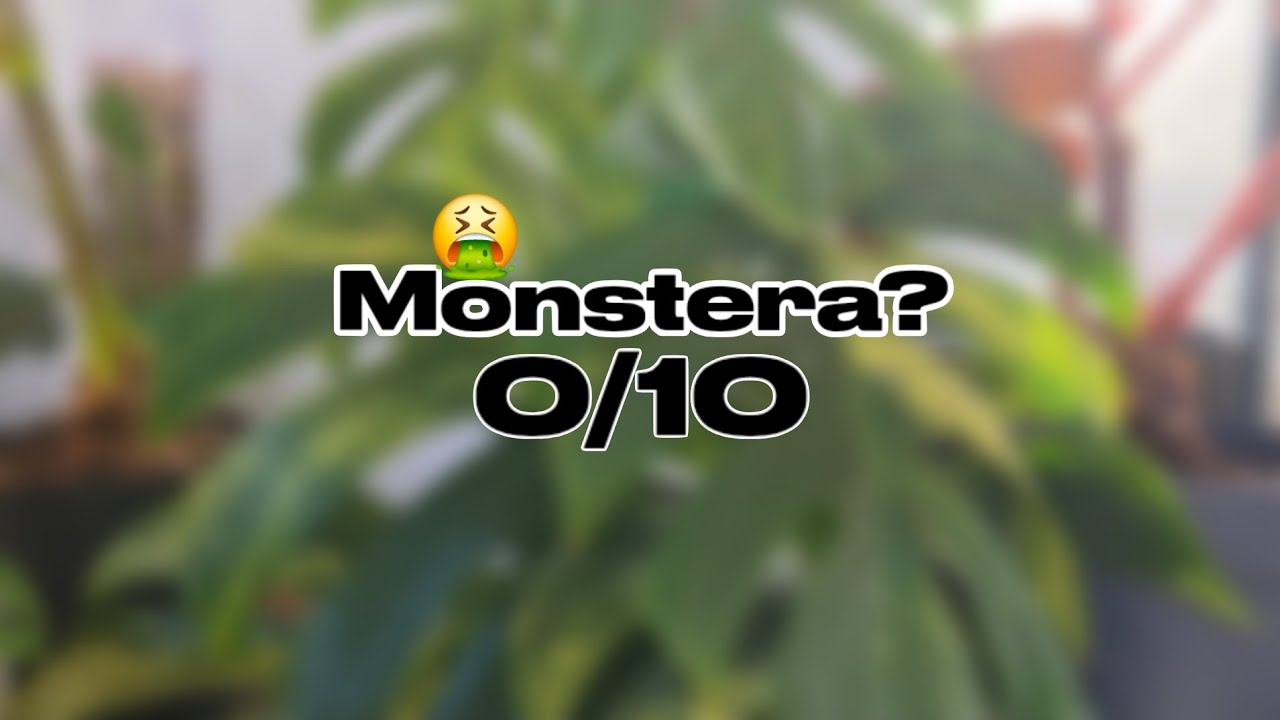 ⭐️RATING plant genera |🪴PlantsWithJules.com 