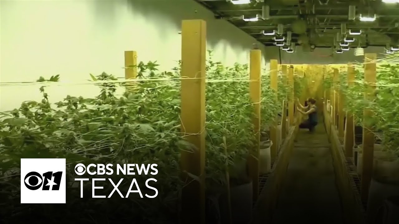 Trump administration reclassifies medical marijuana as lower-risk drug