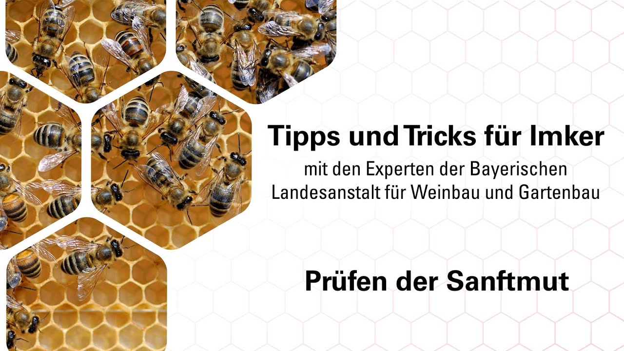 Imkerpraxis: Sanftmut beurteilen