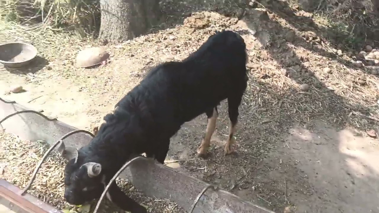 इसे कहते हैं ओरिजिनल कोटा नल बकरा