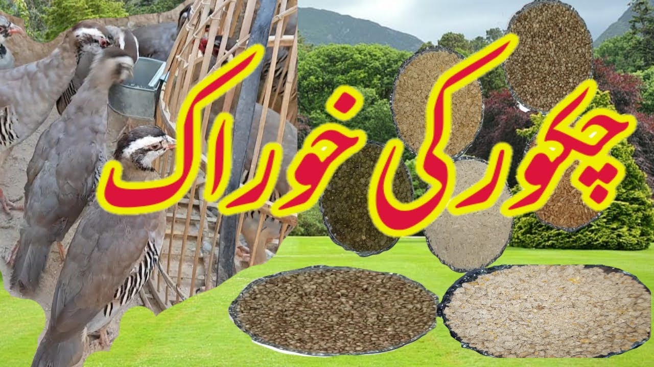 Chakor ki khurak || چکور کی خوراک