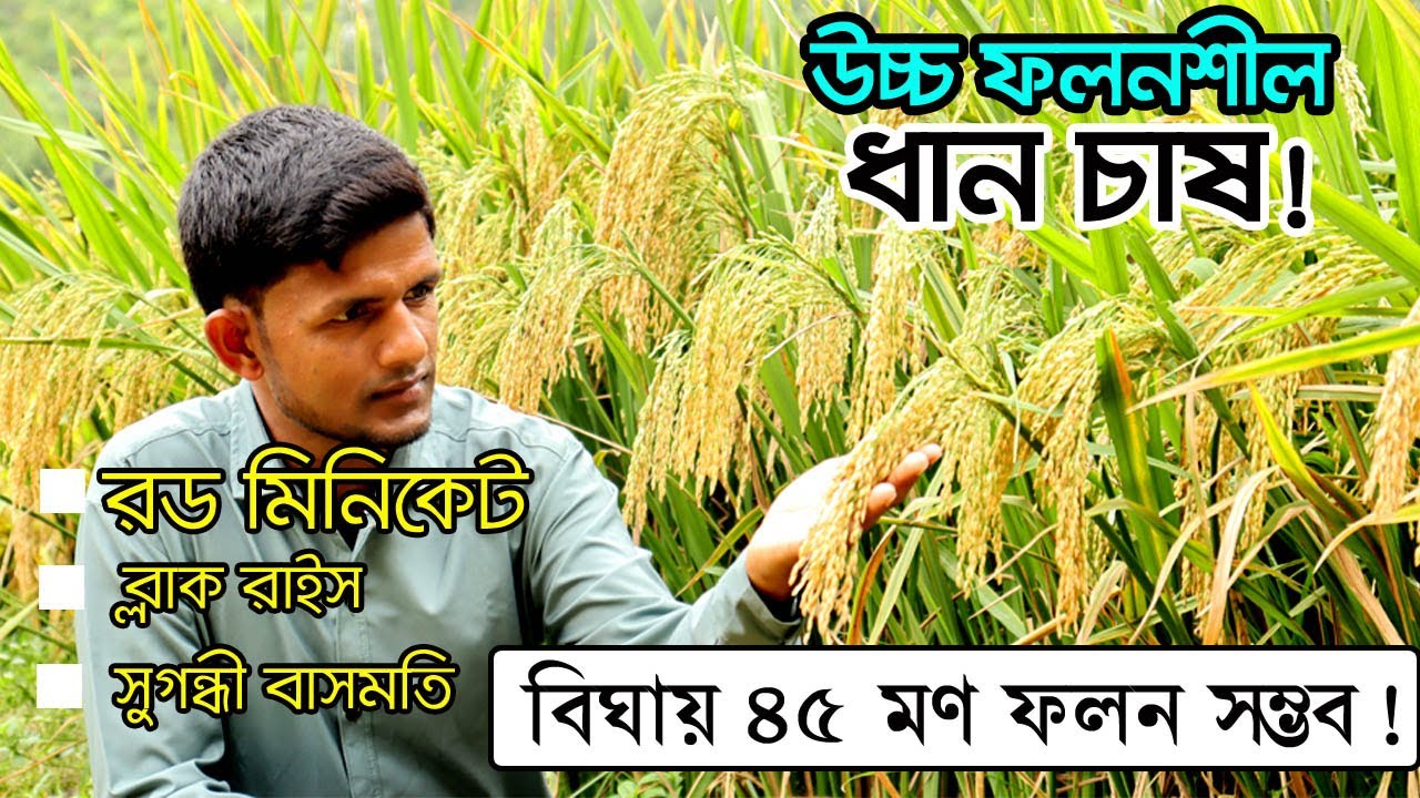 উচ্চ ফলনশীল রড মিনিকেট ধান চাষ করে সফল কৃষক | হুল বিহীন ফাতেমা ধান | চায়না ধান