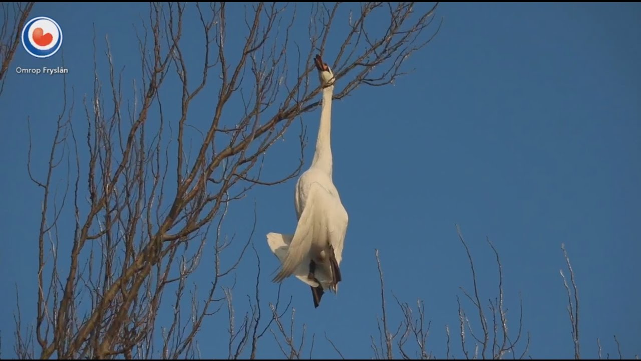 Zwaan vliegt in boom en zit vast