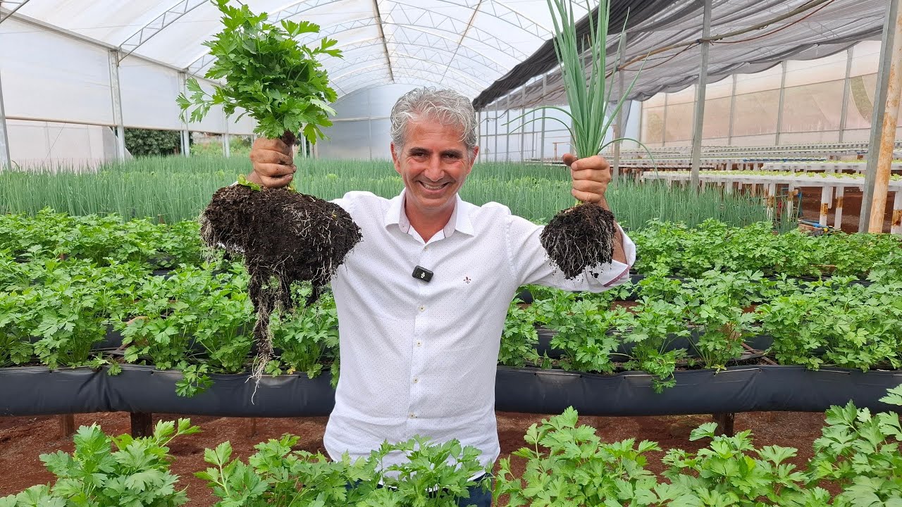 COMO NOS PRODUZIMOS ALFACE, CEBOLINHA , RUCULA E MUITO MAIS NO SOLO - AREIA - HIDROPONIA E SUBSTRATO