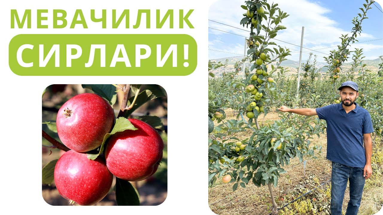 МЕВАЛИ ДАРАХТЛАР ҲАҚИДА КАТТА ҲАҚИҚАТЛАР!