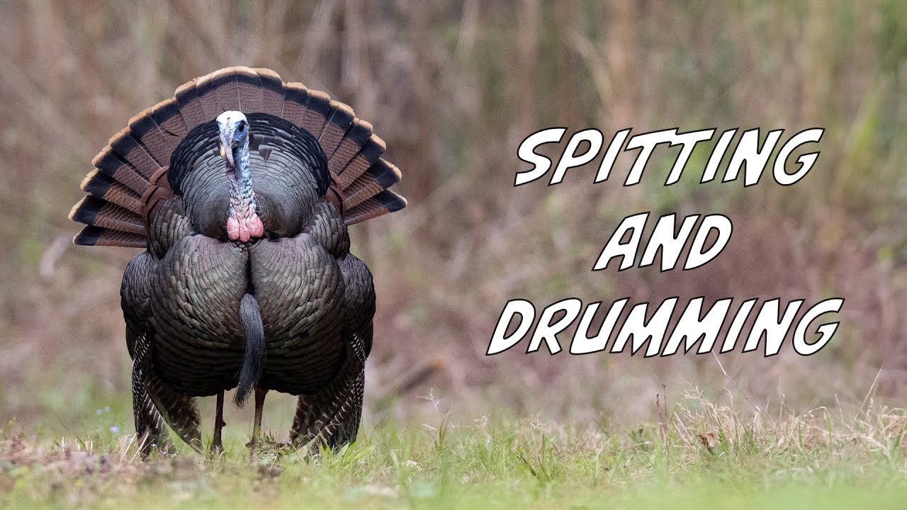EASTERN WILD TURKEY STRUTTING - DRUMMING AND SPITTING