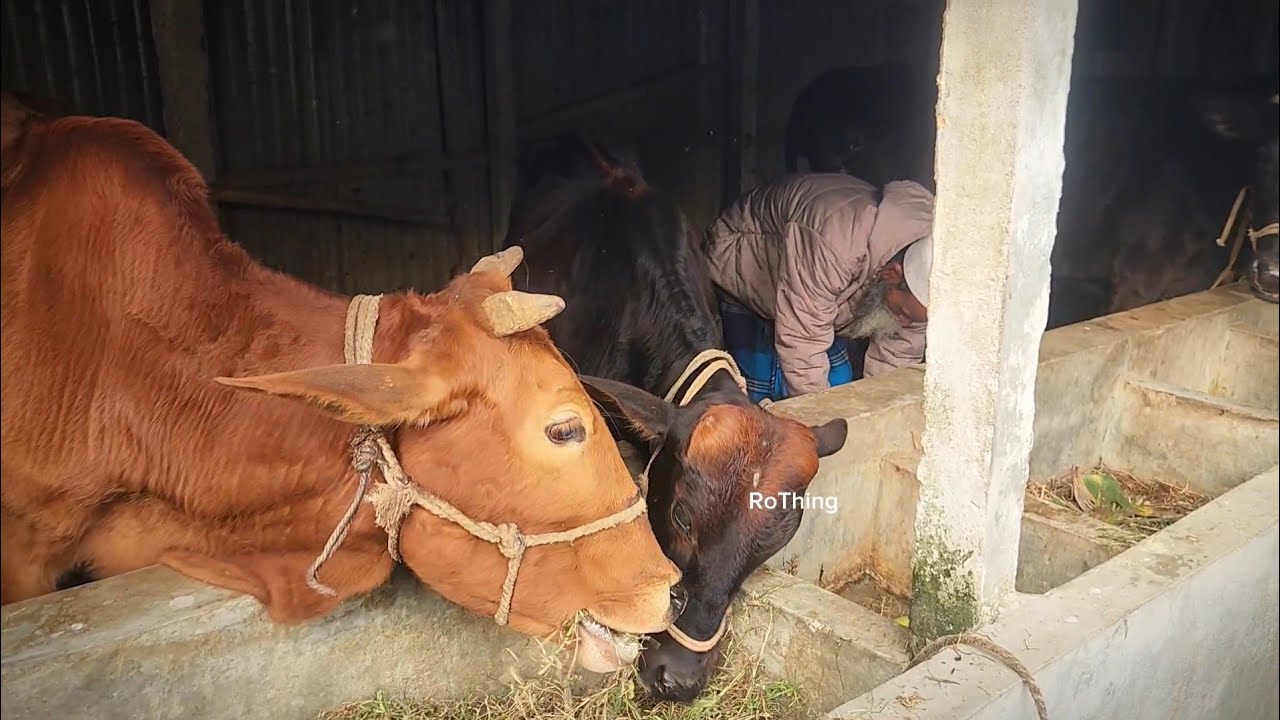 গ্রামের বাড়িতে ৭ টি গরুর  খামার 