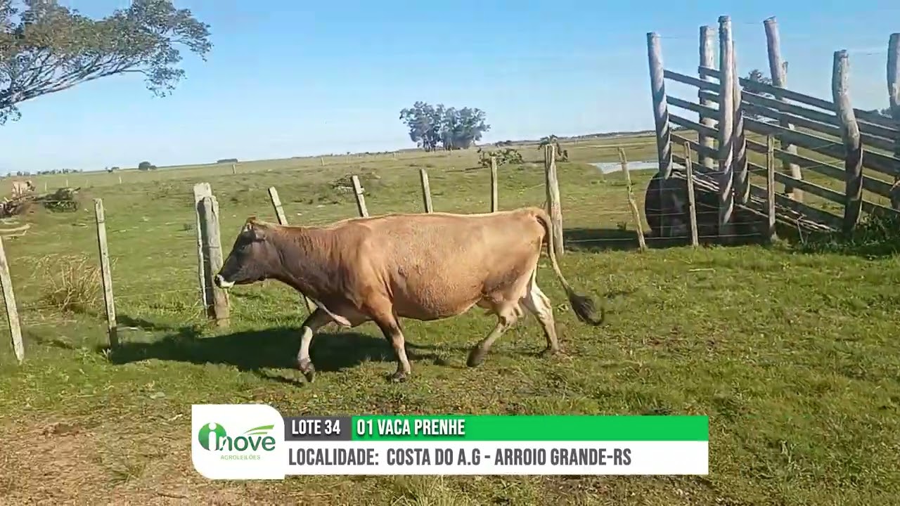 LOTE 34 - 1 VACA PRENHE