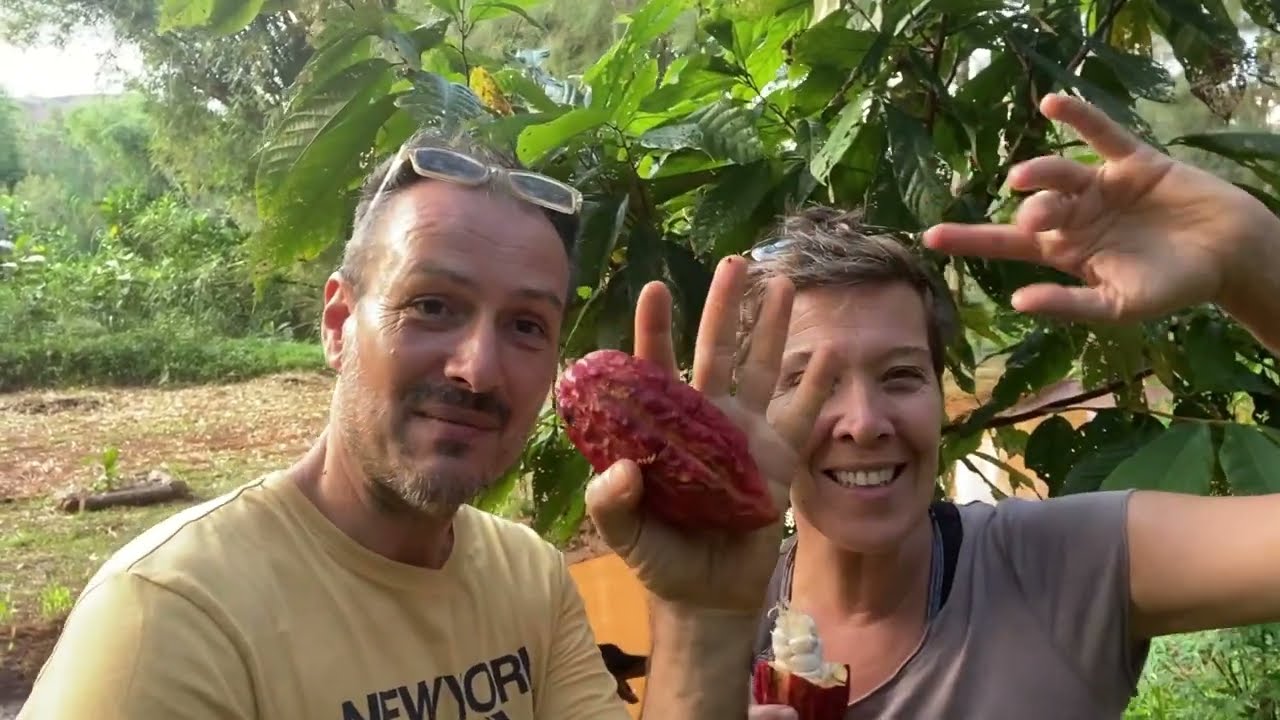 Tout sur le cacao 🍫