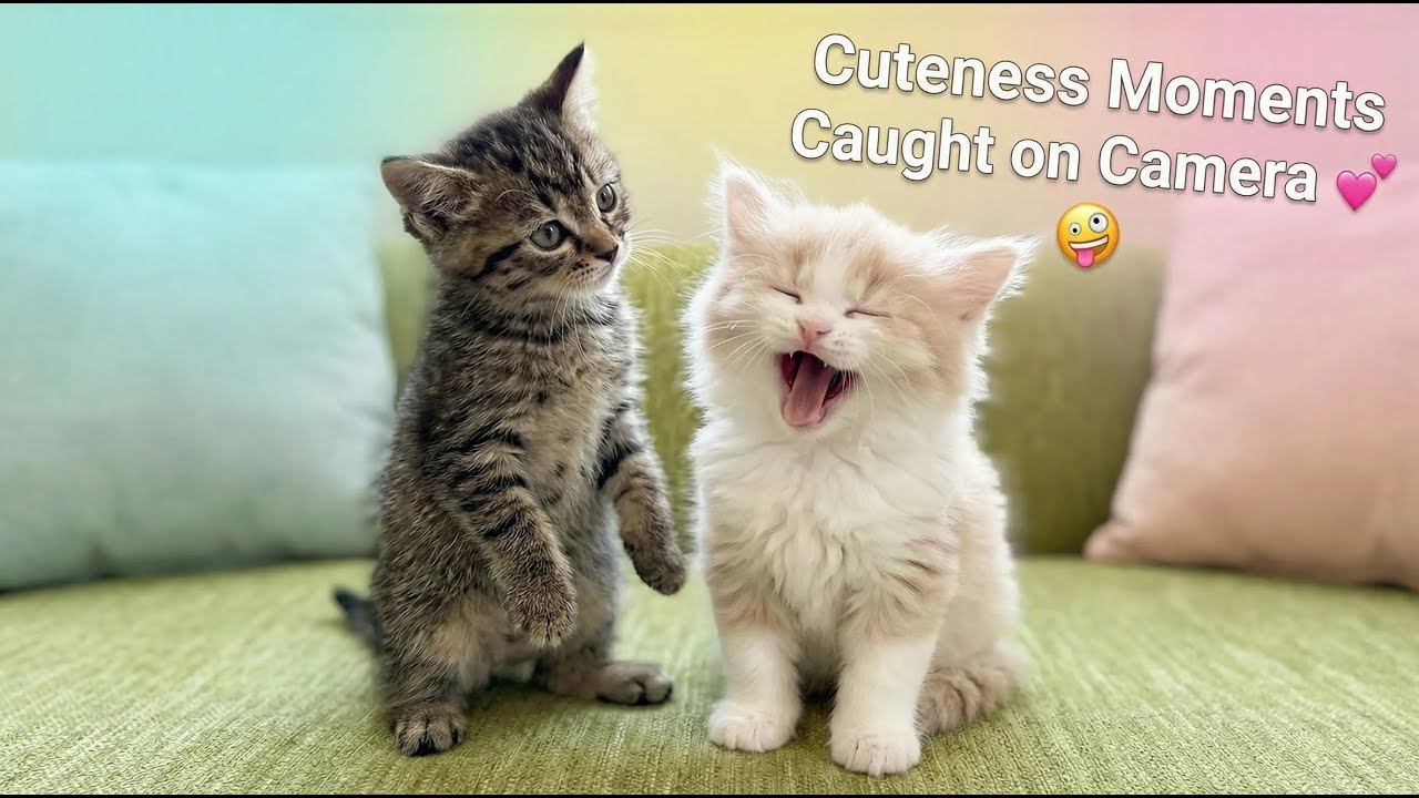 Кошки дурачатся в 2026 году 💕 🤪 – Хаос и милота в одном флаконе!