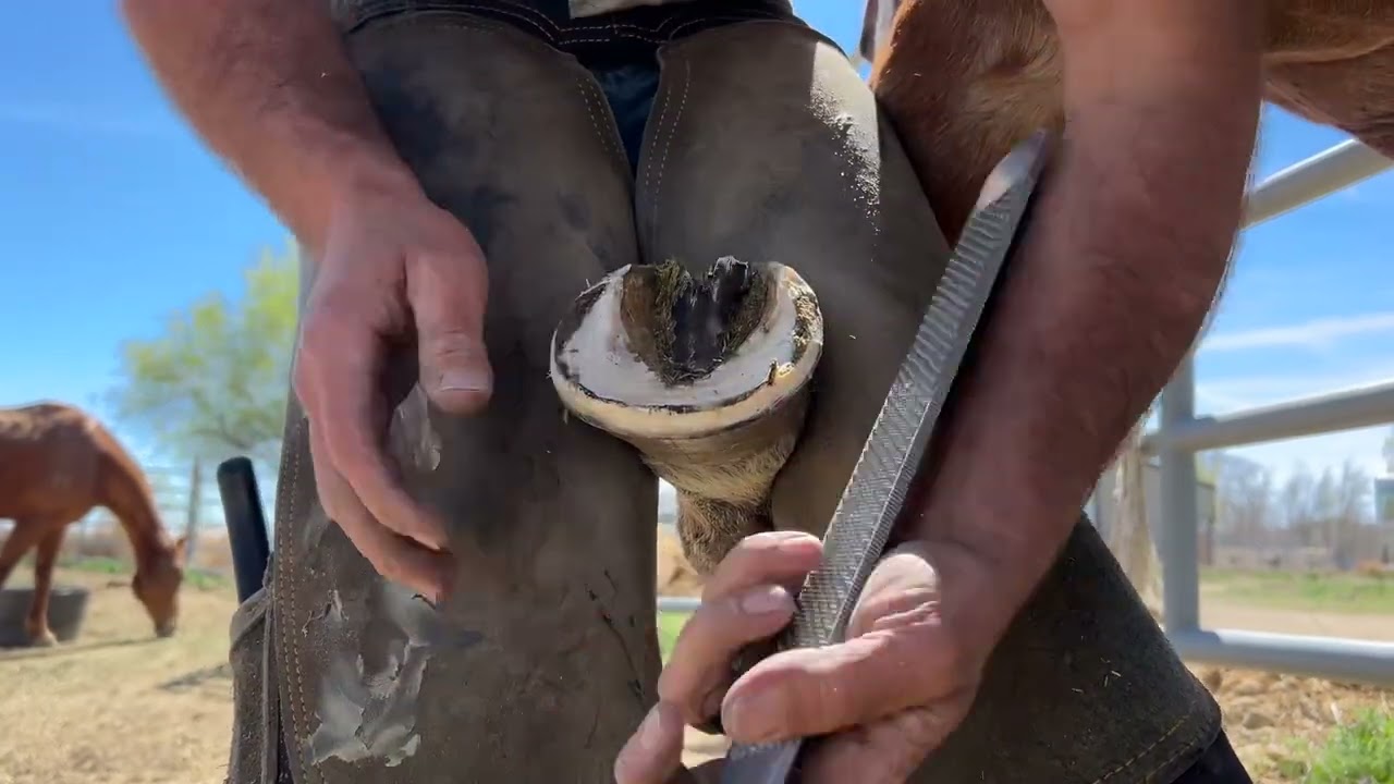 How efficient is your barefoot trim??