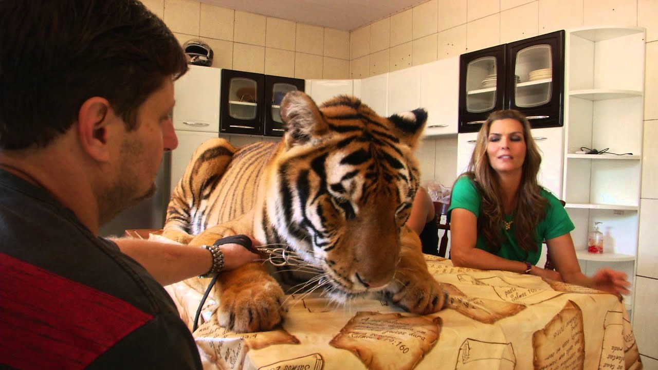 Tigre Brazil 2014