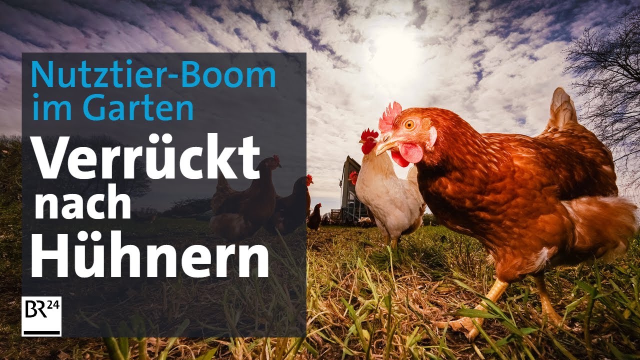 Hühner im eigenen Garten: Zwischen Kuscheln und Impfen | Die Story | Kontrovers | BR24
