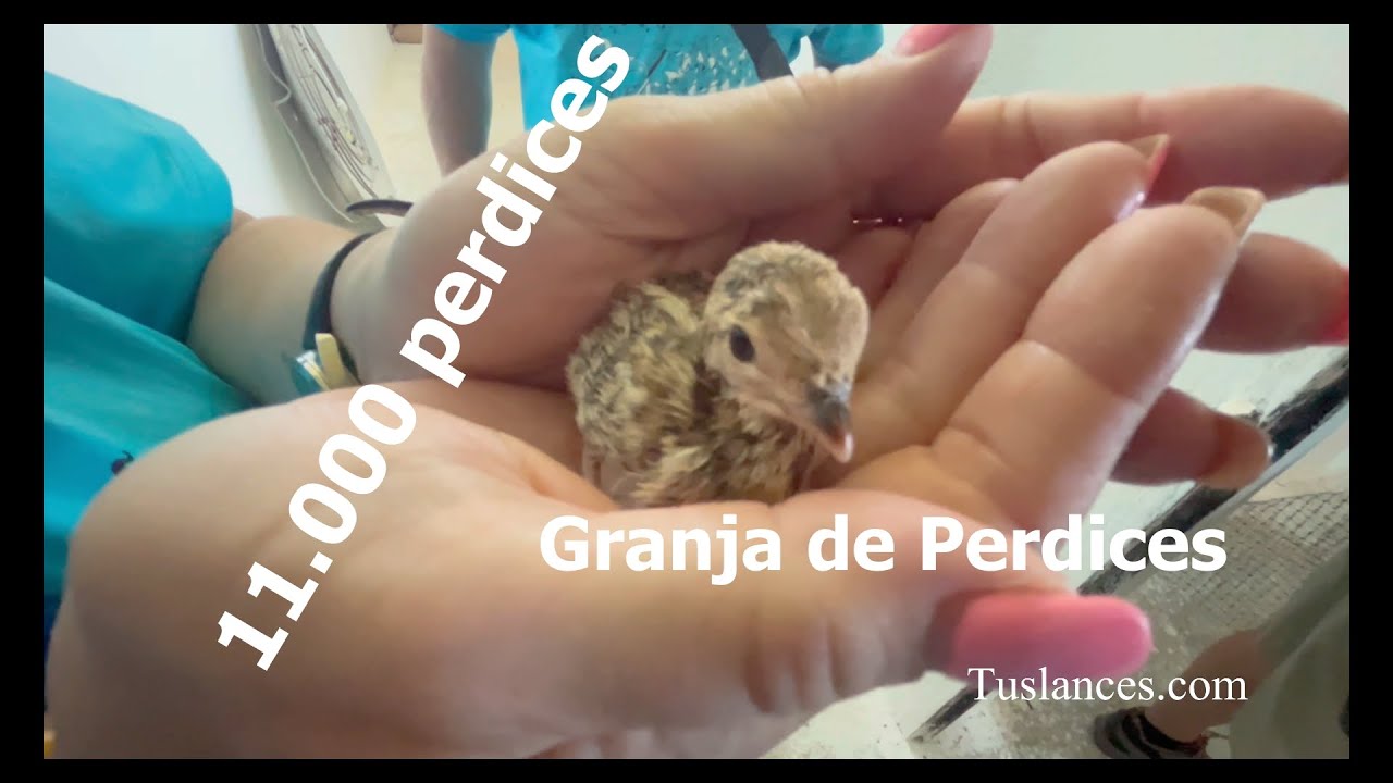 Visita Granja de Perdices