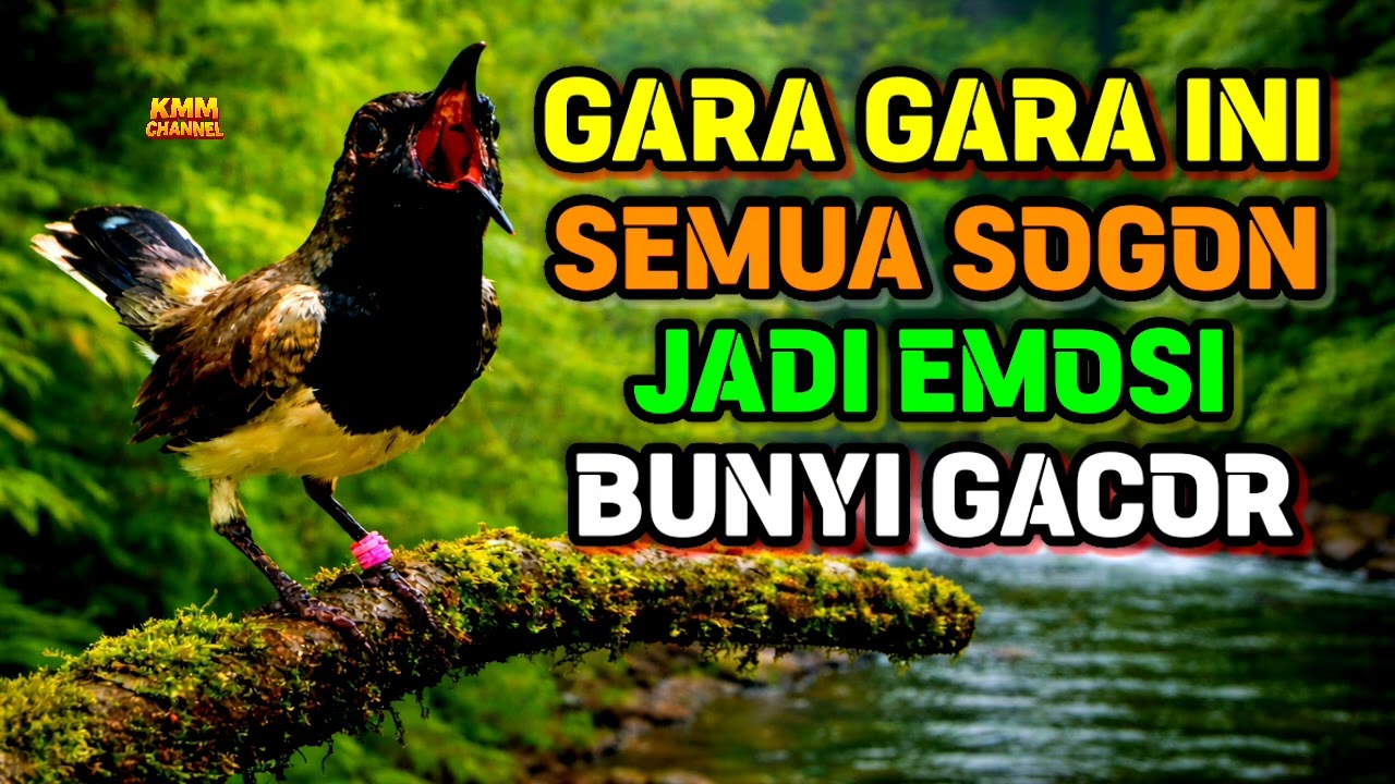Semua sogon dibuat EMOSI terpancing bunyi gacor ngleper‼️