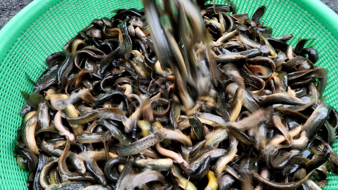 옥천에서 모르는 사람 없다는 추어탕 맛집? 혼자 새벽부터 요리하는 할머니 식당! 집밥 생각나는 정감가는 요리모음 - korean street food