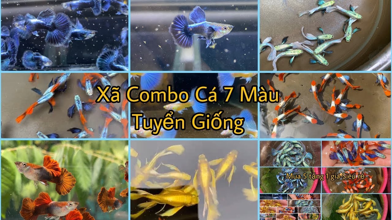 Khuyến Mãi Free Ship Cá 7 màu Tuyển Giống Với Dòng HB RED ROSE Hoa Hồng Dưới Nước