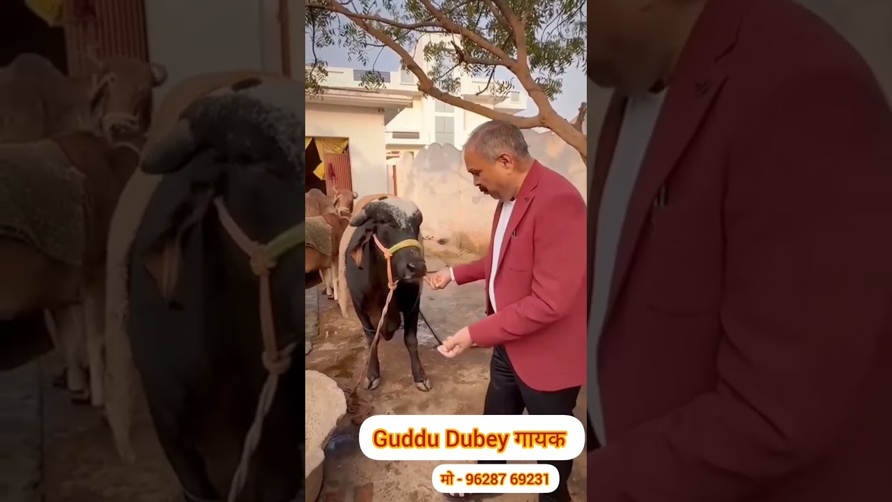 #PremNarayanPandayMLA BirthdaySong Singer-Guddu dubey 9628769231,9026160588 