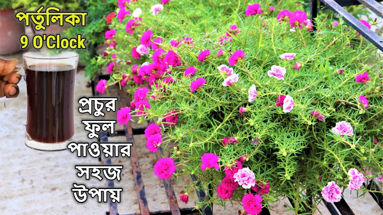 পর্তুলিকা/টাইম ফুল /9 O'Clock এ বেশি ফুল পাওয়ার সহজ টিপস || প্রতিস্থাপন এবং সম্পূর্ণ পরিচর্যা