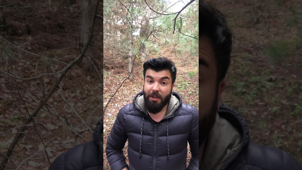 Çam Ağaçları kışın neden yaprak dökmez ki ?