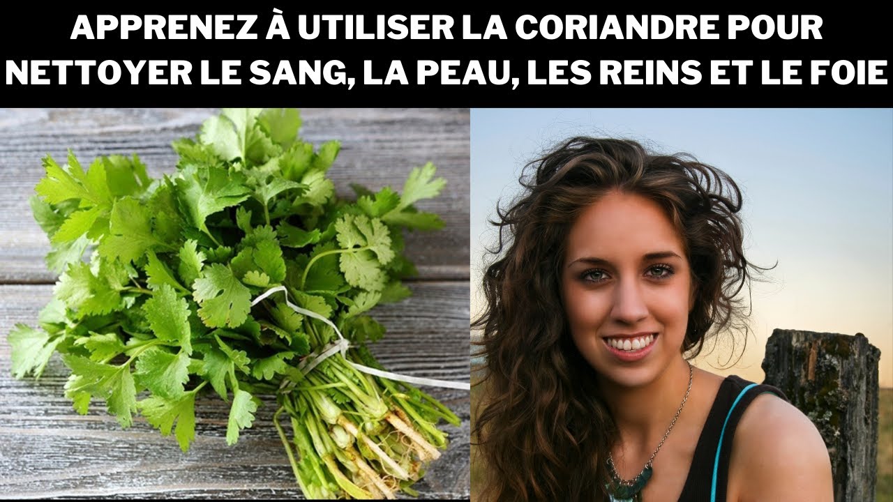 Apprenez &agrave; utiliser la coriandre pour nettoyer le sang, la peau, les reins et le foie
