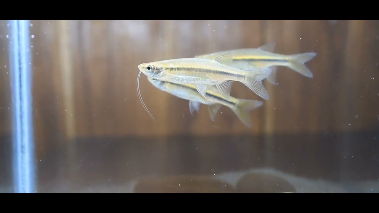 Esomus danrica (Indian flying barb)