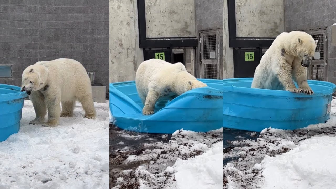 Белый медведь Сику против купания 🛁🐻‍❄️ (Угадайте, кто победит?)