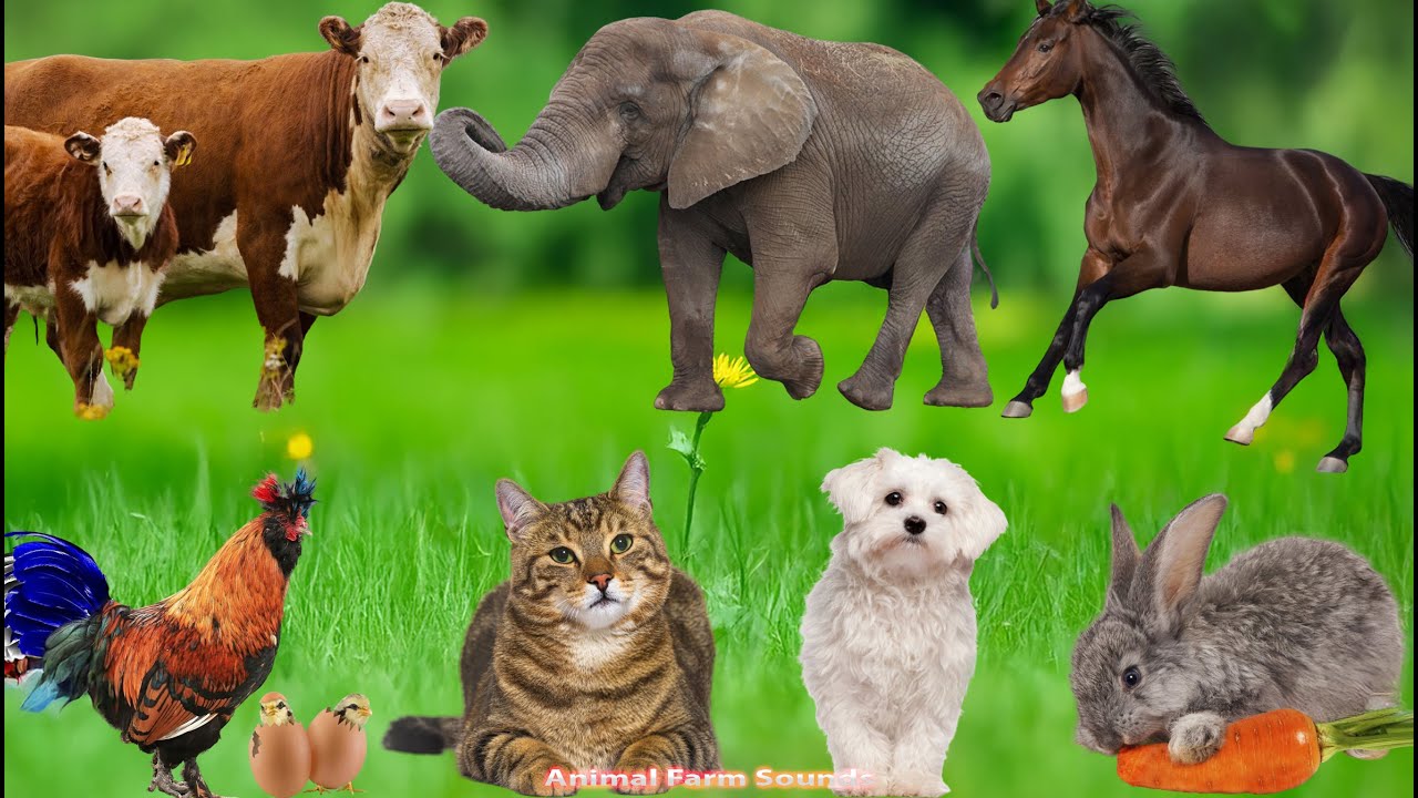 Farm Animal Sounds: Dog, Chicken, Cat, Sheep, Duck, Cow, Rabbit, Horse, Elephant – Animal Sounds