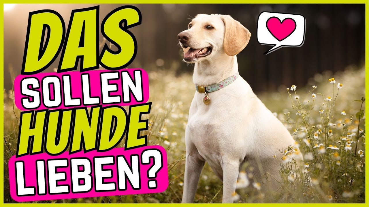 Die Top 10 überraschende Dinge, die Hunde lieben ❤