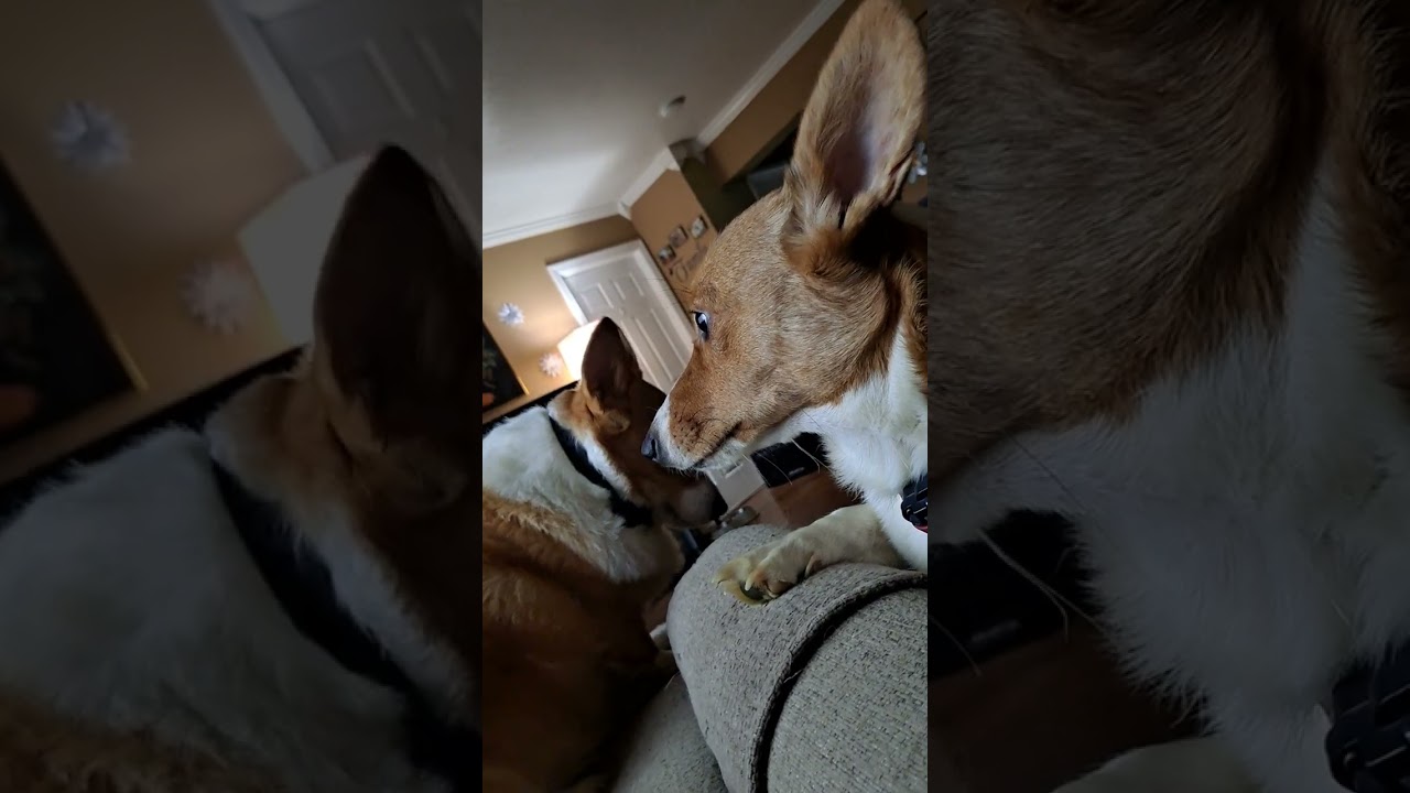 my 2 best friends. the corgis