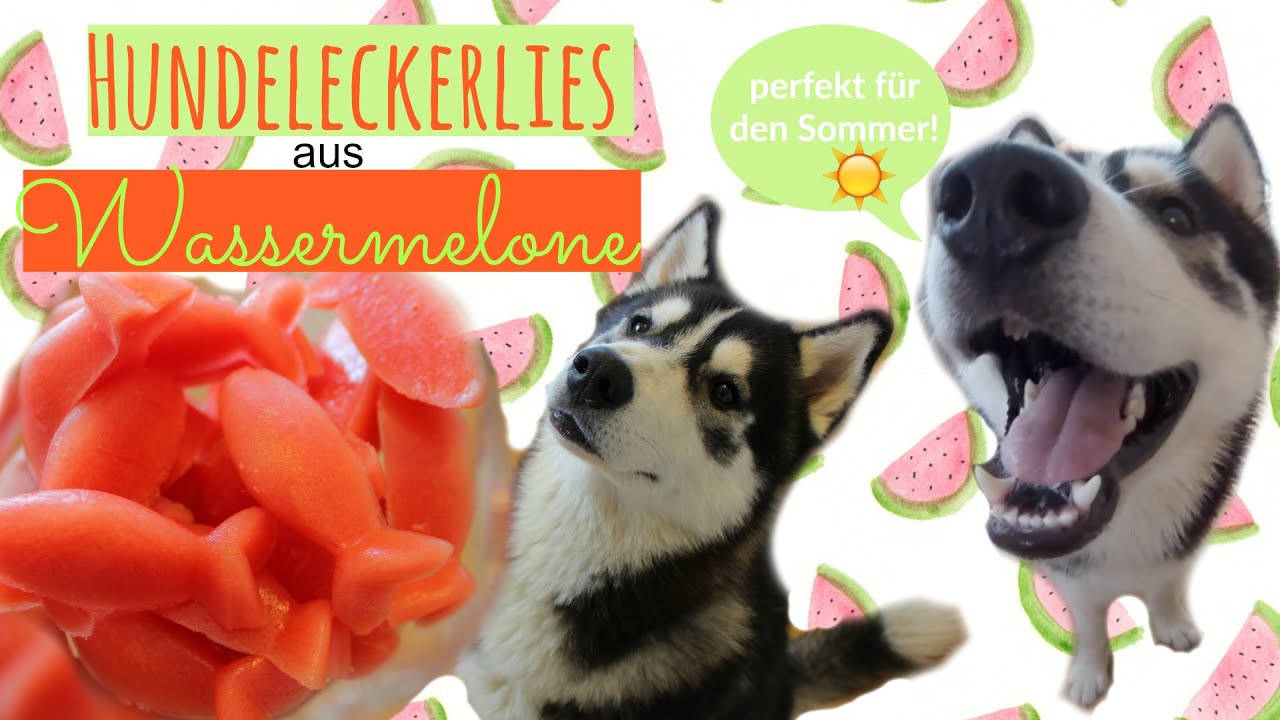 WASSERMELONE🍉DIY Hunde-Leckerlies mit nur 2 Zutaten! ISommer HACK für Hunde I KENJI ☆ I ellylicious♡