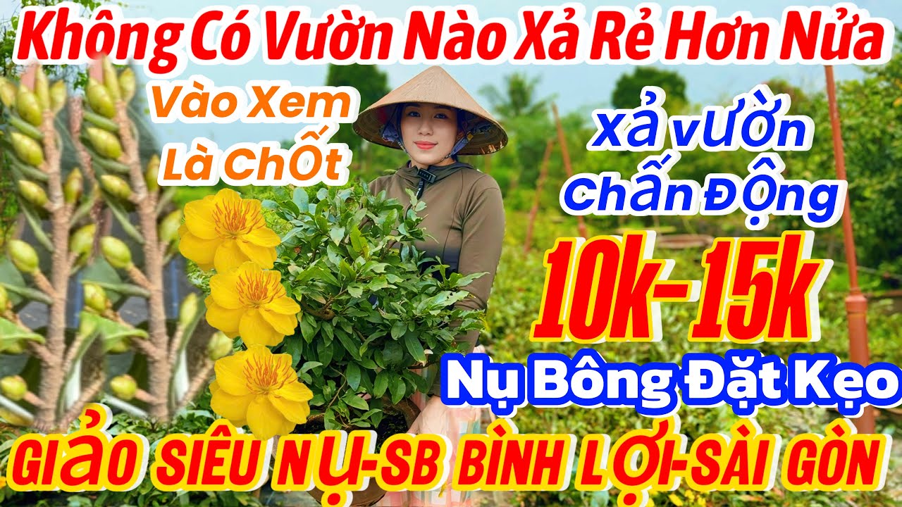 14/01☎️ 0907160042 ☎️🌴mai vàng chơi Tết🌴32 mã số-giảo siêu nụ-siêu bông bình lợi-siêu bông Sài Gòn 