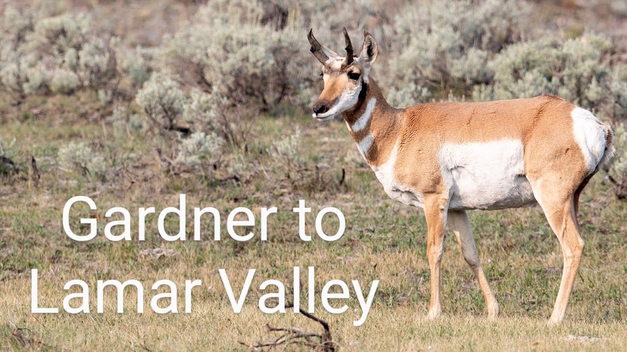 Gardiner to Lamar Valley Dashcam+