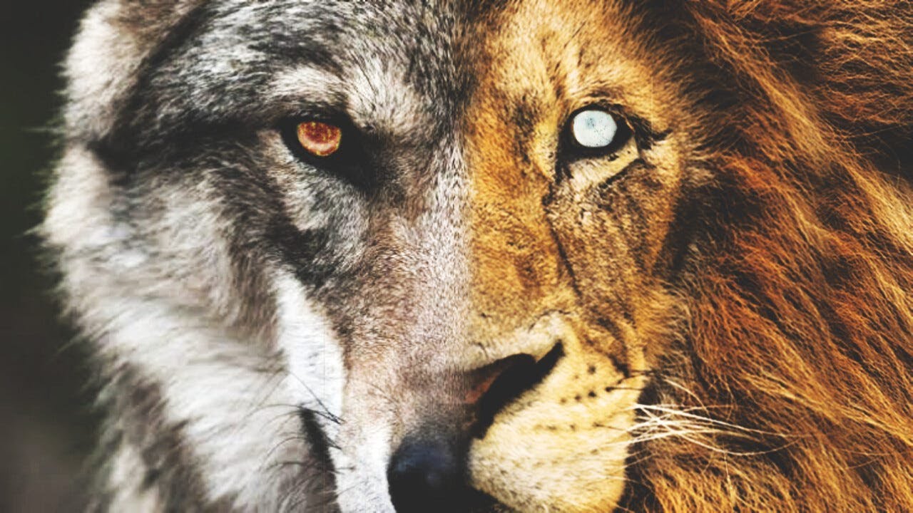 بنت يتيمه 😟 بتتحول ل ام اسد  🦁 و ام ذئب 🐺 و الاسد و الذئب بيصبحوا اخوات 😱