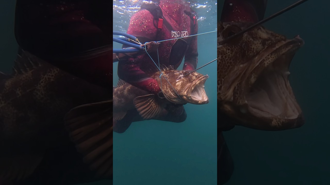 New Oregon State Record Ling Cod