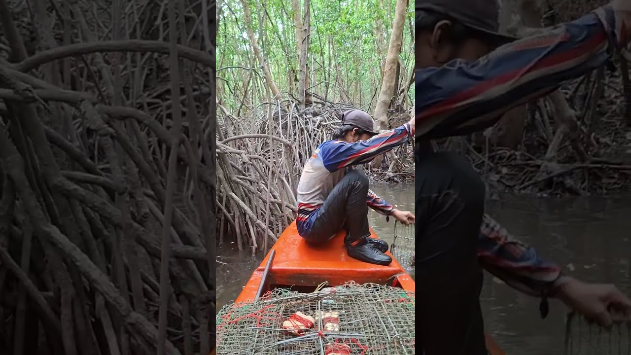 ep89 9ค่ำ. หายากจริงๆ.                 #หาปูในป่าชายเลน #crabhunter #ฟีดดดシ #viralvideo 