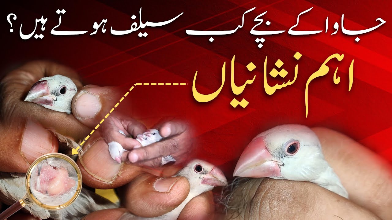 When are java chicks start eating self | Java kay bachay kab self hotayin hain